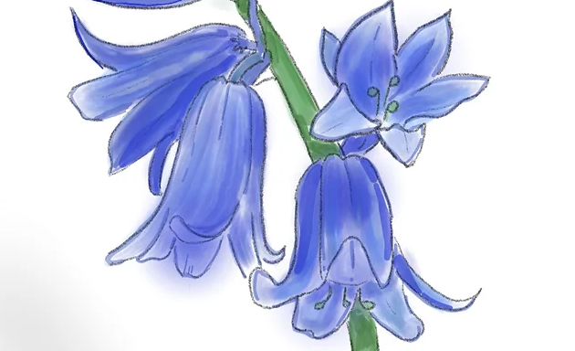 Bluebells Tutorial