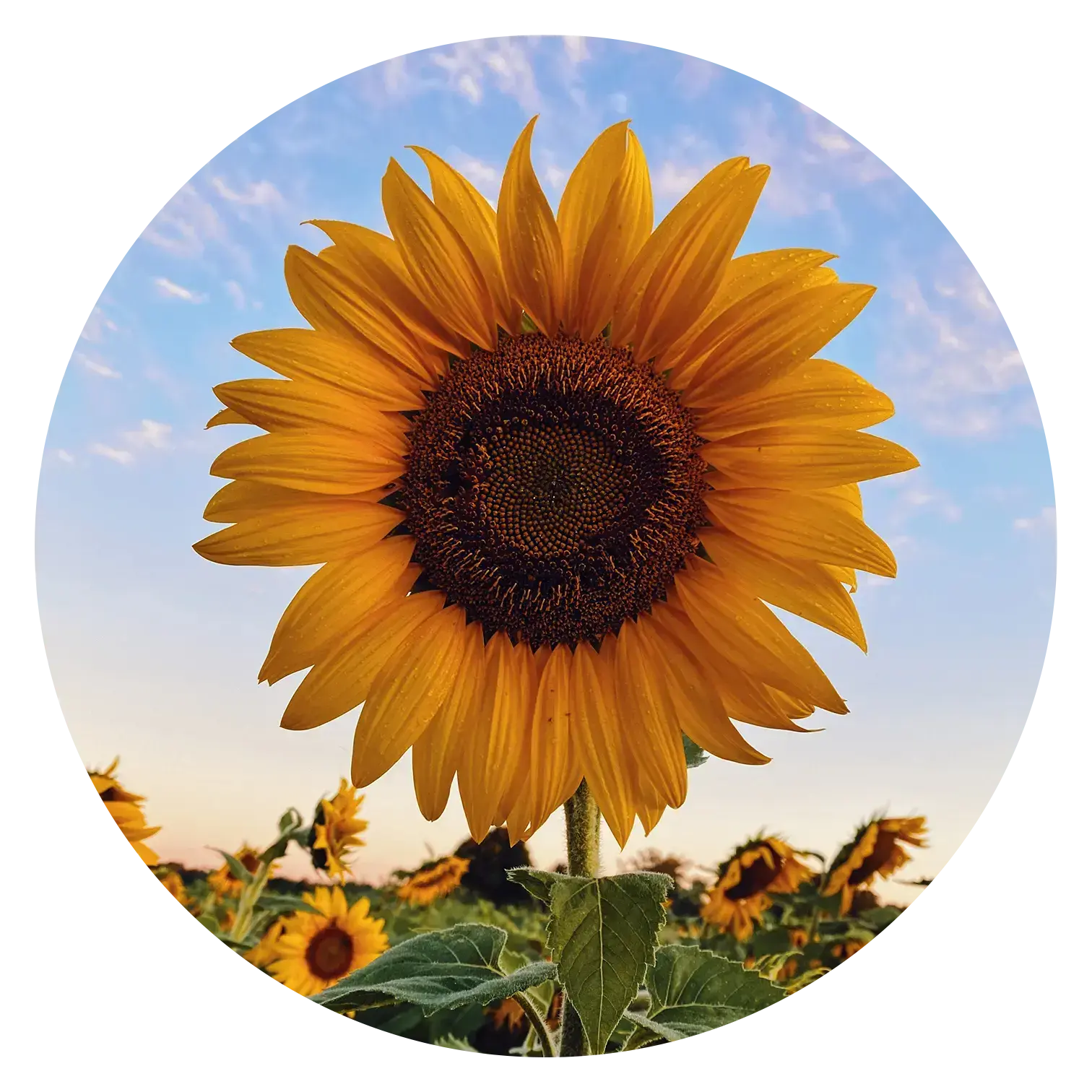 Sunflower.webp