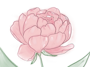 Peony Tutorial