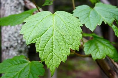 Moose Maple.jpeg