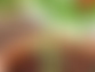 我が家の花 36
