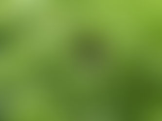 ついにがカナブンが