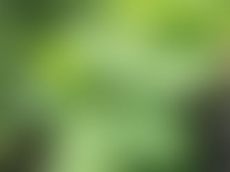 我が家の花 68