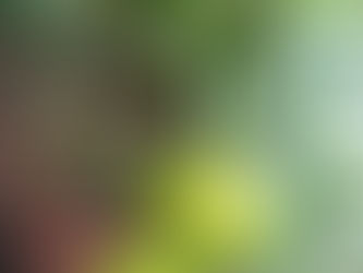 わが家の花(伊予柑)