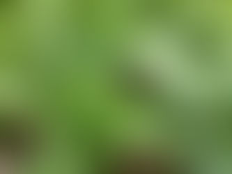 わが家の花()