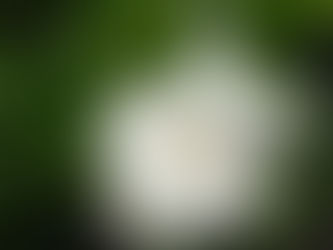 我が家の花 80