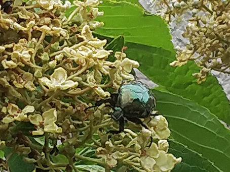 わが家の花 113