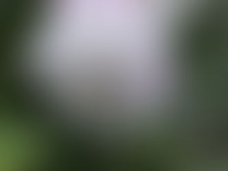 わが家の花(山茶花)