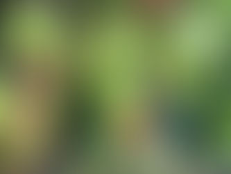 わが家の花 215