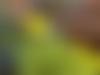 わが家の花(菜の花)
