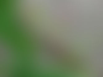 わが家の花(クレマチス)