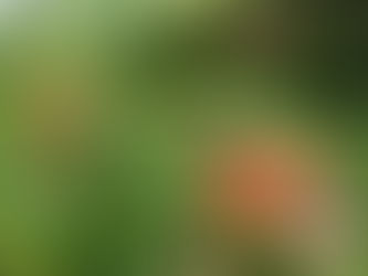 わが家の花 147