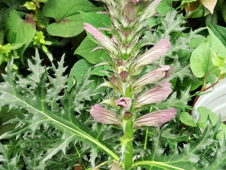 我が家の花 40
