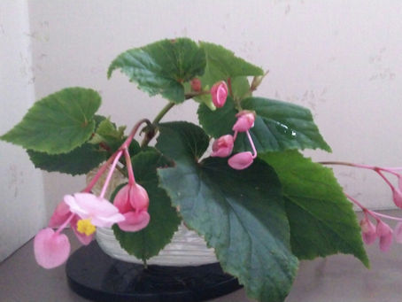 ケアラーズカフェdie Pauseを休業いたします