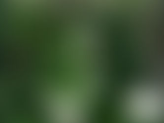 我が家の花 25