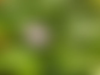 わが家の花(コルチカム)