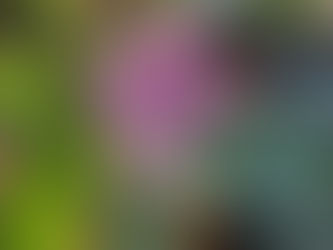 わが家の花(ヒマラヤ雪の下)