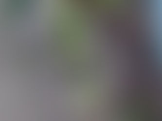 わが家の花(アンスンエンシス)
