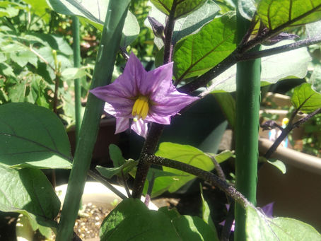 我が家の花 66