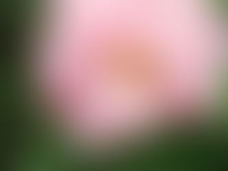 わが家の花 159