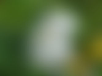 わが家の花(梔子)
