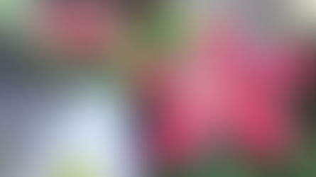 夏休みのお知らせ