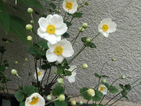 わが家の花 172