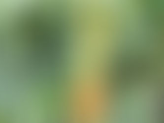 わが家の花 212