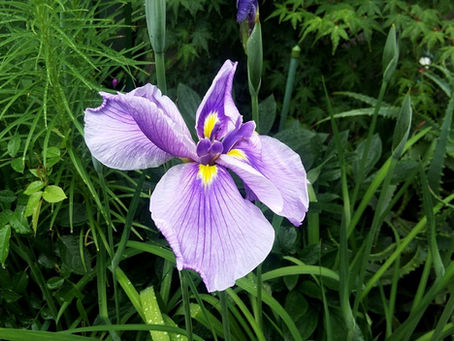我が家の花 51