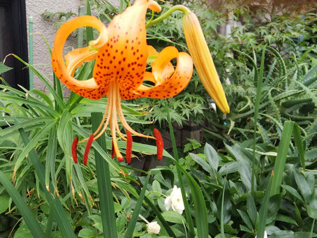 我が家の花 72