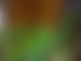 わが家の花(七草)