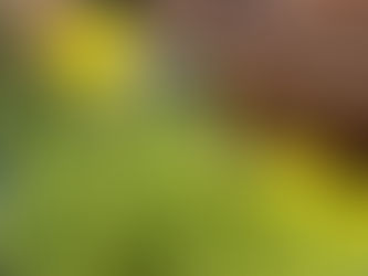 わが家の花(菜の花)