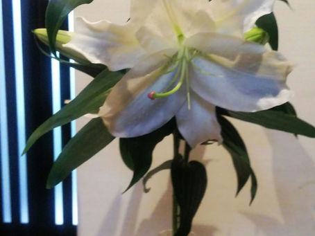 我が家の花 98