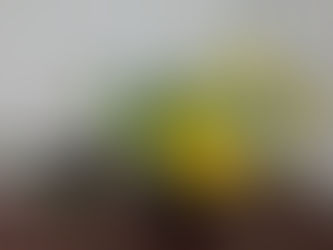 わが家の花(庭の花たち)