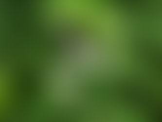 我が家の花 61