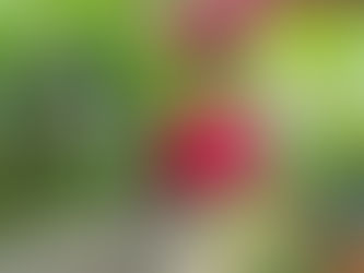 秋晴れはなかなか続きませんね