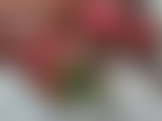 わが家の花(クリスマスの花)