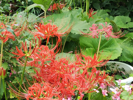 わが家の花 154