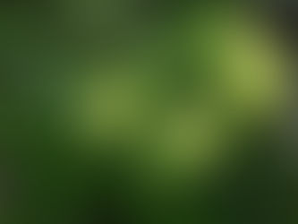 我が家の花 16