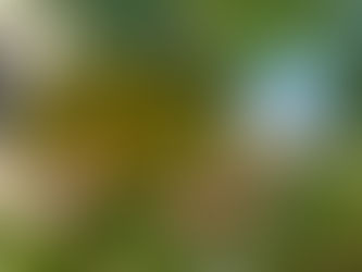 わが家の花(アブチロン)