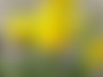 わが家の花(黄ラッパ水仙)