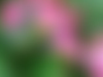 わが家の花(シュウカイドア)