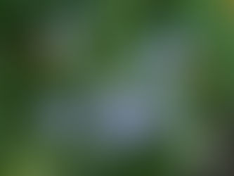 我が家の花 57