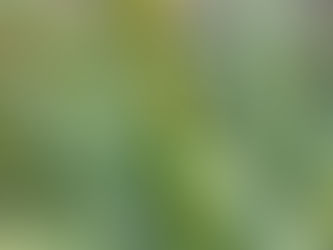 わが家の花(アロエ)