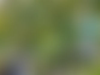 わが家の花(ミニトマト)
