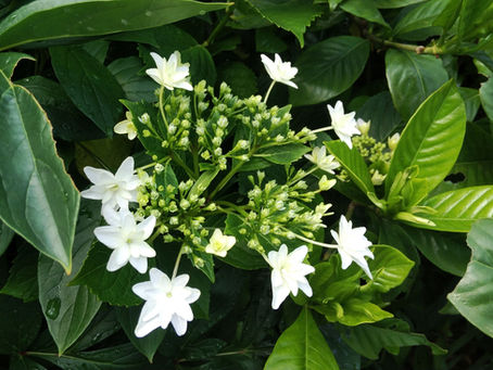 我が家の花 58