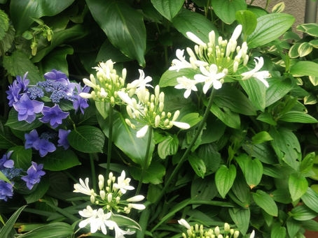 我が家の花 74