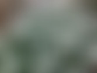 わが家の花(小菊)