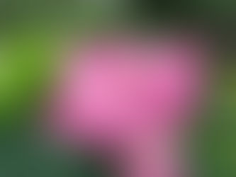 わが家の花 116