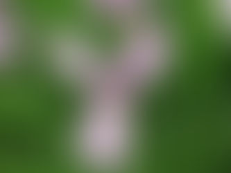 6月10日(土)「オーストリア魅力探究」の講座,最終日
